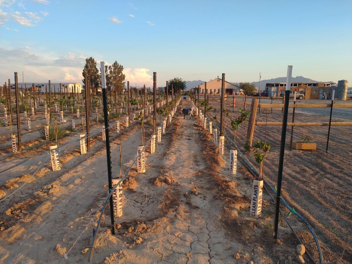 Black Star Ranch Vineyard Pahrump Exteriér fotografie